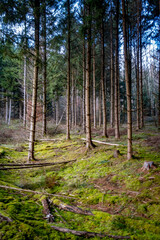 Viel Totholz in einem Fichtenwäldchen