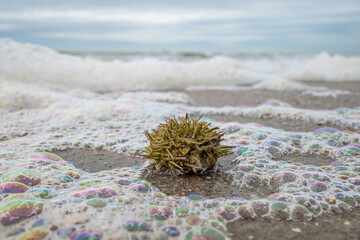 green sea urchin (Psammechinus miliaris) on the beach of the East Frisian island of Norderney, Germany