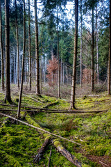 Viel Totholz in einem Fichtenwäldchen