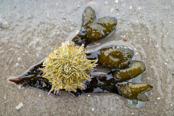 green sea urchin (Psammechinus miliaris) on the beach of the East Frisian island of Norderney, Germany