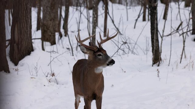 Close up of a whitetail deer (odocoileus virginianus) buck standing and looking as he&rsquo;s chewing food on the snow covered winter forest as a doe walks up from behind in Wisconsin