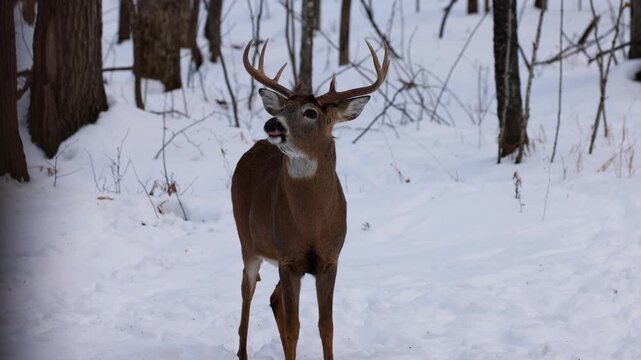 Close up of a whitetail deer (odocoileus virginianus) buck looking alert and for danger in the snow covered winter forest as a doe walks up from behind