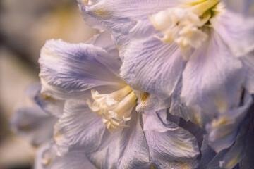 Delicate pastel petals, soft macro detail . High quality photo