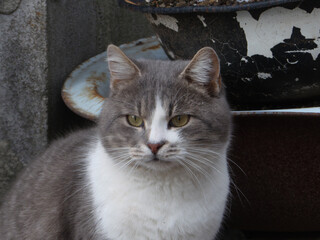 A close-up of a grey and white cat looking into the distance