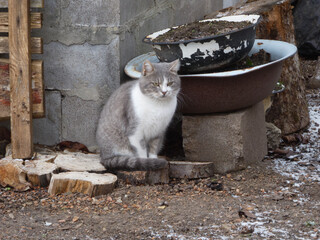 a gray and white cat is sitting outside
