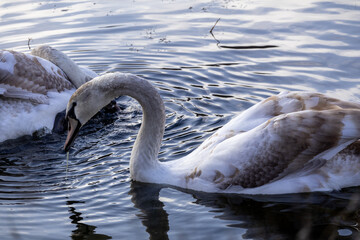 Young Cygnet Swimming in Calm Reflective Lake, Wildlife Photography, Young Swan