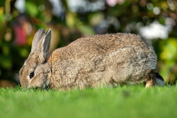 European rabbit (Oryctolagus cuniculus) on the East Frisian island of Norderney, Germany