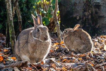 European rabbit (Oryctolagus cuniculus) on the East Frisian island of Norderney, Germany