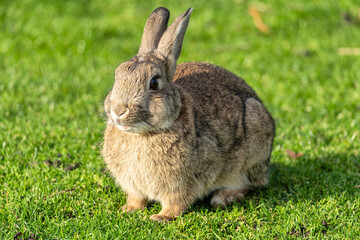 European rabbit (Oryctolagus cuniculus) on the East Frisian island of Norderney, Germany