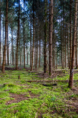 Viel Totholz in einem Fichtenwäldchen