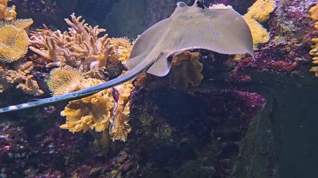 Close up  of a small stingray fish slowly swimming around a corals underwater
