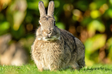 European rabbit (Oryctolagus cuniculus) on the East Frisian island of Norderney, Germany