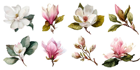 Collection of watercolor magnolia flowers Vector © DARK TRUST