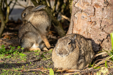 European rabbit (Oryctolagus cuniculus) on the East Frisian island of Norderney, Germany