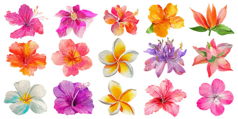 Vibrant tropical hibiscus flowers and exotic green leaves watercolor illustration set © DARK TRUST