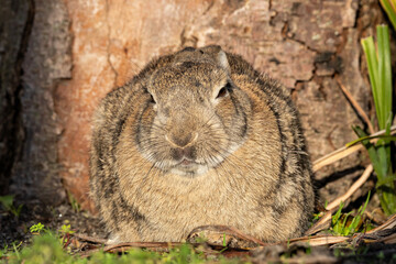 European rabbit (Oryctolagus cuniculus) on the East Frisian island of Norderney, Germany