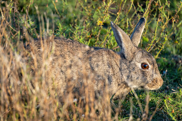 European rabbit (Oryctolagus cuniculus) on the East Frisian island of Norderney, Germany