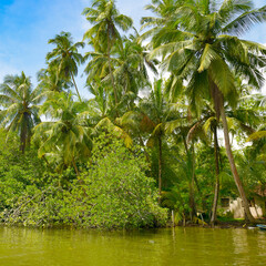Big palm trees in mangrove forest on the lake shore.