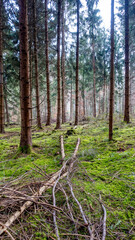 Viel Totholz in einem Fichtenwäldchen