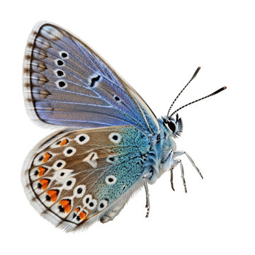 Blue Butterfly With Orange Eye Spots On Black Background insect lepidoptera