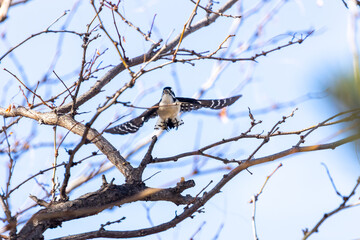 bird in flight in boulder colorado  © Dylan