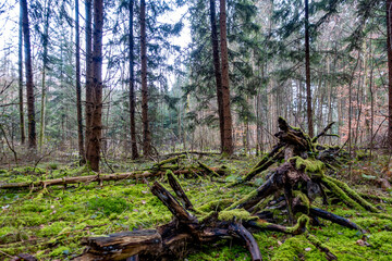 Viel Totholz in einem Fichtenwäldchen