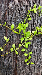 A vibrant vine with green leaves winding up a textured tree trunk