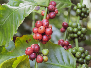 Fresh coffee cherries growing on a branch in a vibrant outdoor setting, showing both ripe and unripe berries.