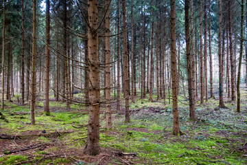 Obraz premium Viel Totholz in einem Fichtenwäldchen