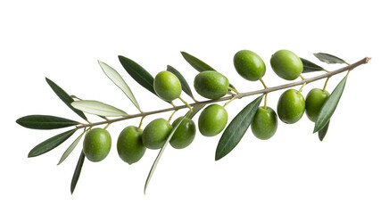 Green olives on a branch with leaves tree isolated on a transparent background