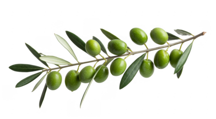 Green olives on a branch with leaves tree isolated on a transparent background