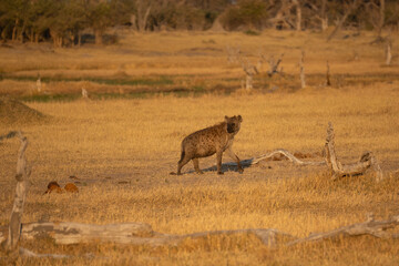 Hyena, detail portrait. Spotted hyena, Crocuta crocuta, angry animal near the water hole, dark forest with trees. Animal in nature, Okavango, Botswana. Wildlife Africa.