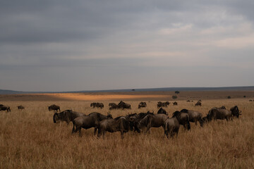 Obraz premium Wildebeest migration, Serengeti National Park, Tanzania, Africa