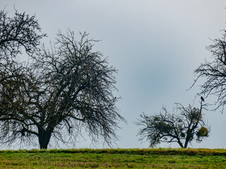 Baumgrundstück im Spätherbst