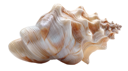 Minimalist Marine Snail Shell - Concept of Ocean and Summer