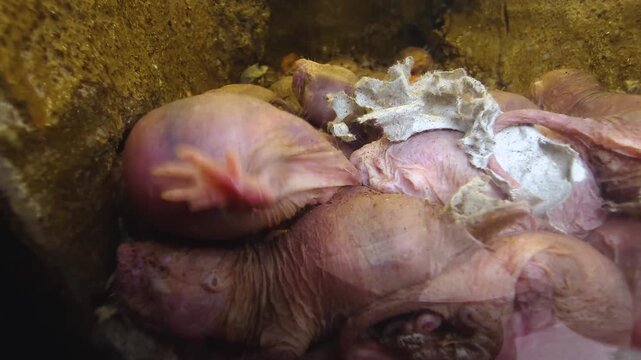 Close up of naked mole rats piled up in the underground burrow
