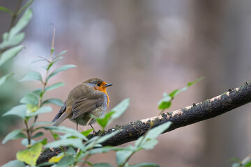 Cute little bird sitting on a branch near green leaves. Erithacus rubecula, European robin.