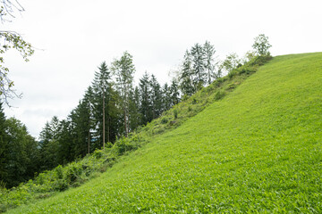 Green deciduous summer forest and green lawn.