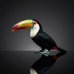 Fototapeta premium Cinematic Profile of Toucan Wildlife Photography on Dark Background