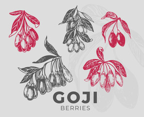 Set of goji berries, monochrome vector sketch illustration, hand drawn