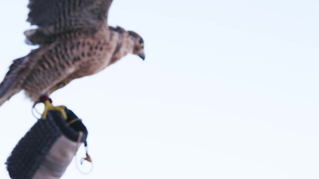 Man holding a hunting falcon in the desert