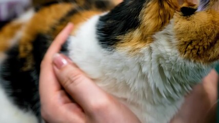 Medium shot showing a trainer using soft touch techniques to soothe a fearful cat during a pet anxiety session.