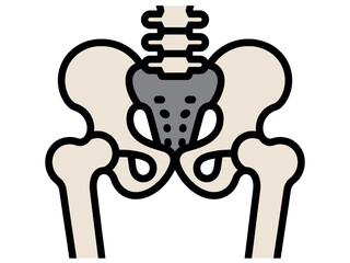 Human Pelvis Bone Anatomy Illustration
