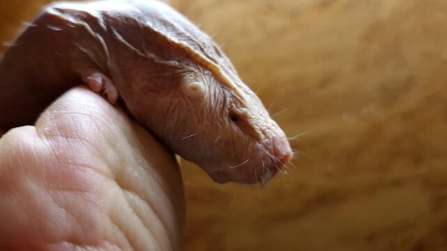 Naked mole rat, its scientific name is Heterocephalus glaber