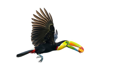 Fototapeta premium Toucan in flight with colorful beak, cutout, PNG isolated on white or transparent background