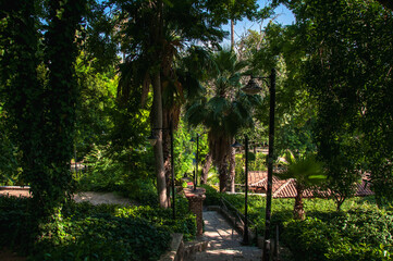 A path with steps that goes through palm trees.