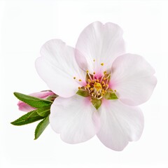 Fototapeta premium Isolated almond blossom exhibiting delicate pink petals and vibrant details in white background