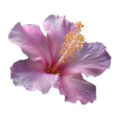 Pink hibiscus flower isolated on a transparent background