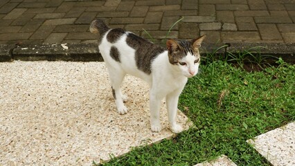 a domestic bicolored white and tabby cat standing on a stone pathway in a garden setting. The cat has a unique short bobbed tail and is looking curiously toward the grass.