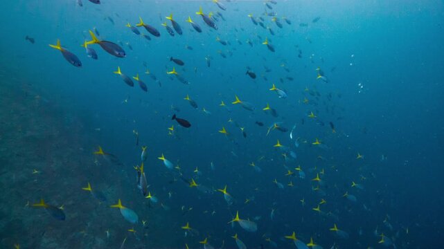 Huge schools of yellow tail fish swim in open water feeding on plankton and moving in unison